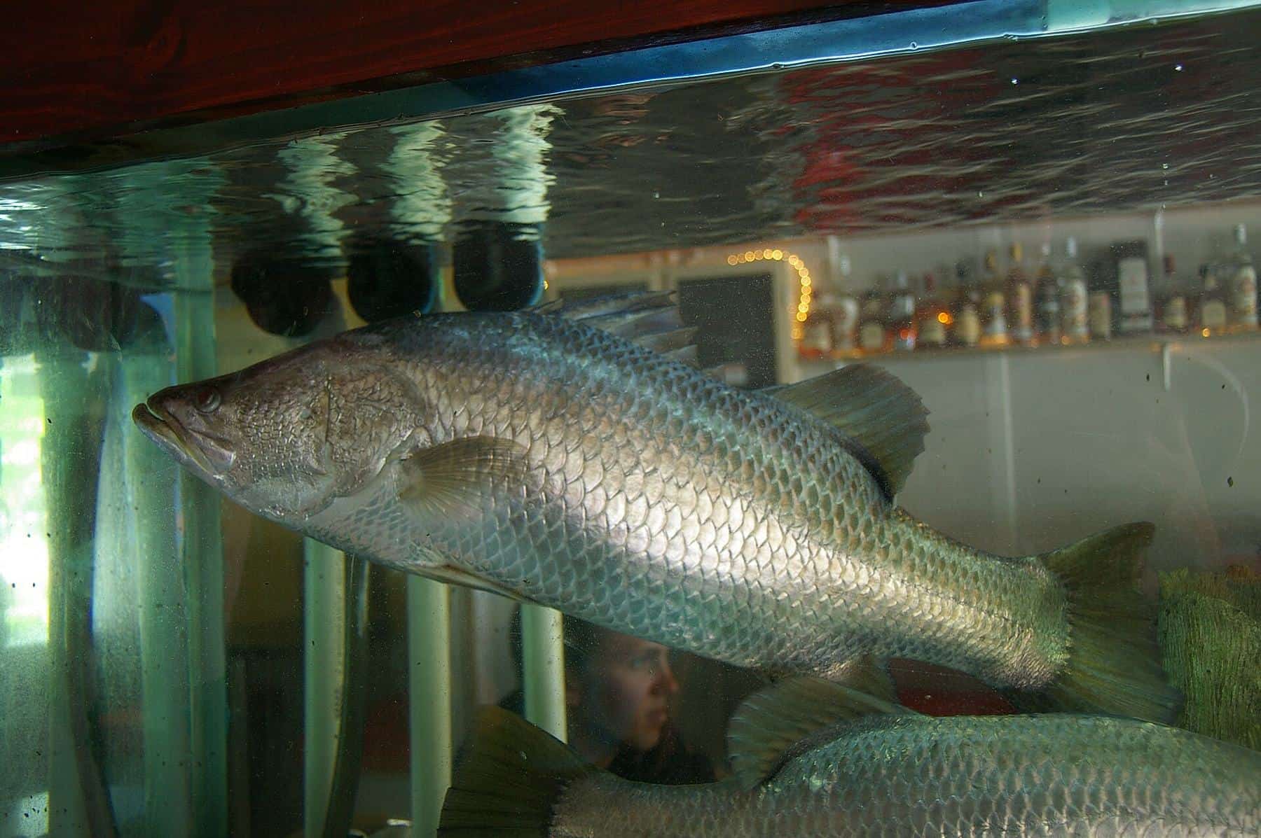 A silver barramundi with large scales and a reddish eye swimming in clear water